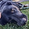 Reactive Dog Reset Blog