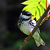 Birds and Nature North America