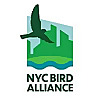 NYC Bird Alliance Blog