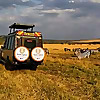 Bison Safaris Blog