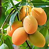 Alphonso Mango Blog