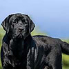 Smoky Mountain Labradors Blog