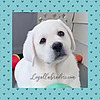 Loyal Labradors Blog