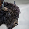 BuffsBlog.com