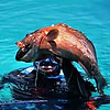 Max Spearfishing Blog