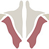Institute of Human Anatomy Blog