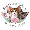Royal Velvet Sphynx Blog