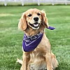 Mini Golden Paws Blog