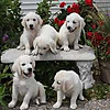 MN English Golden Blog