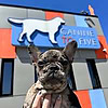 Canine To Five Blog
