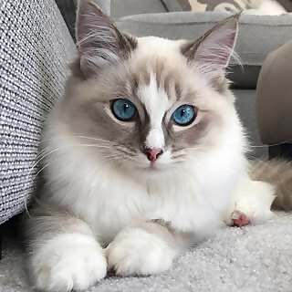 Ragdoll Bleu Snowflake