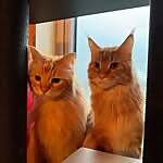Artemis and Apollo