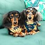 Digit & Pippa