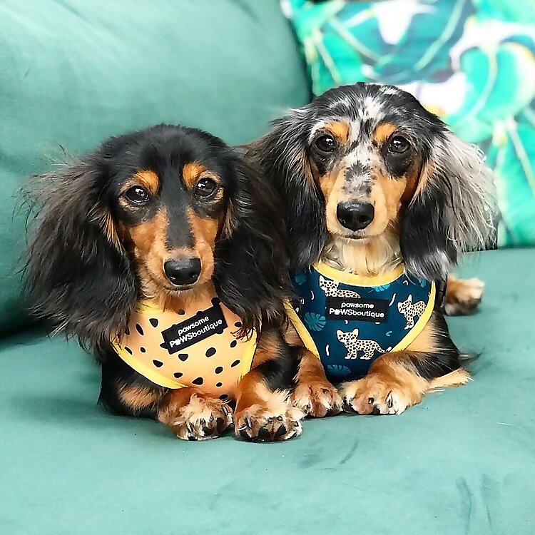 Digit & Pippa