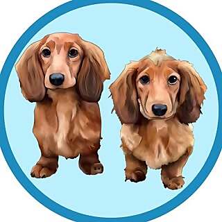 Cheddar & Chester Dachshunds