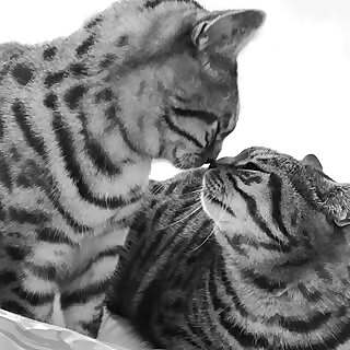 Miu & Mao