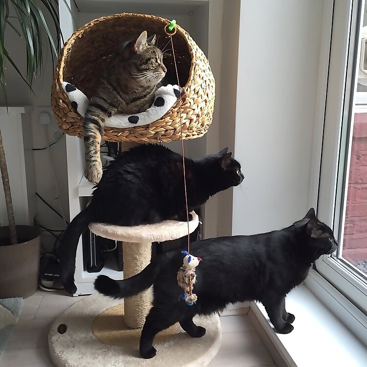 Alfie, Bob, & Molly