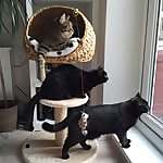 Alfie, Bob, & Molly