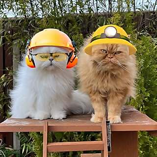 Teddie & Casper