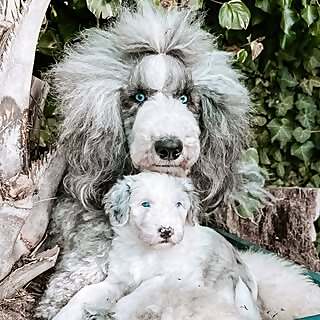 Georgia & Willow Blue