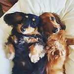 Albus & Elsie