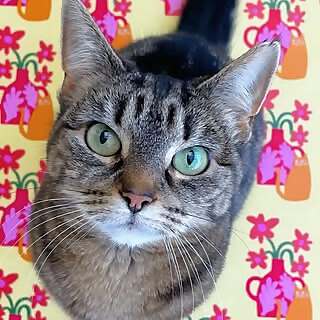 Heidi