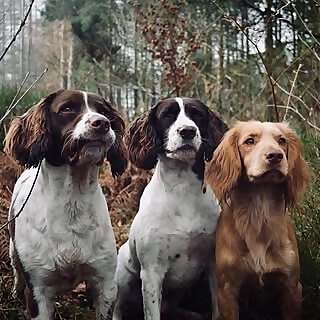 Barney, Henry & Sidney