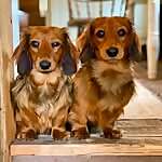 Basil & Olive