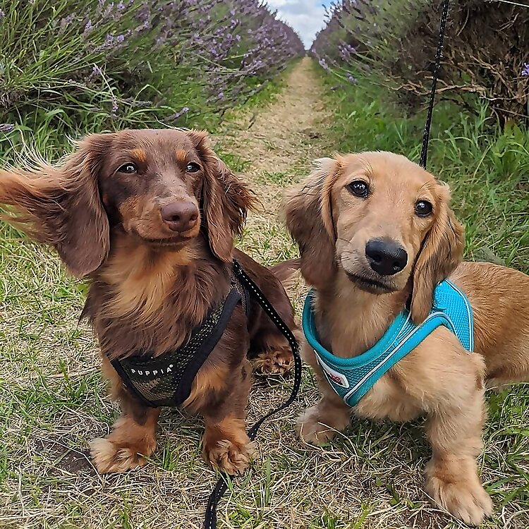 Miso & Parmigiano Reggiano