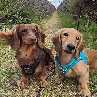 Miso & Parmigiano Reggiano