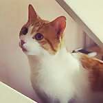 Mylo