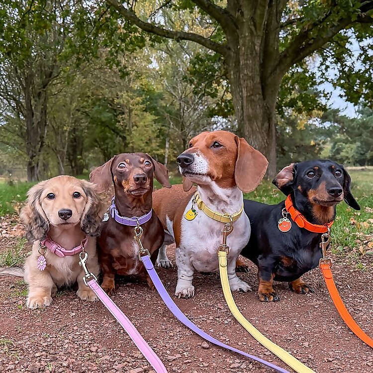 Pepper, Pebbles & Primrose