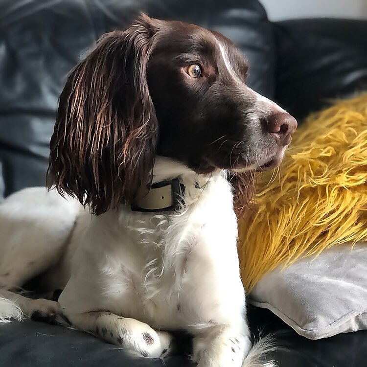 Milo