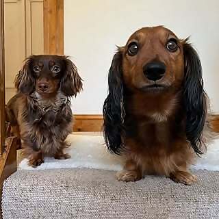 Wilbur & Daphne