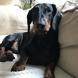 Severian Thomas Ellis