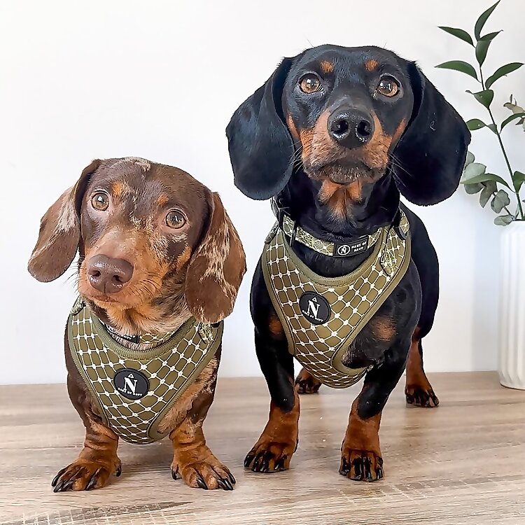 Dudley & Walter
