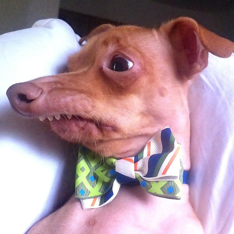 Tuna aka Phteven