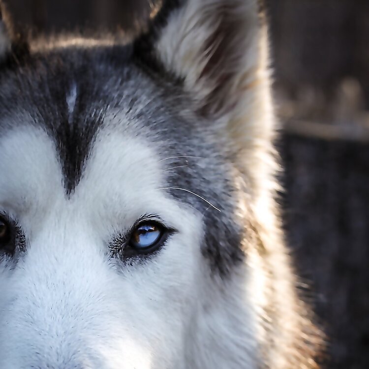 Loki