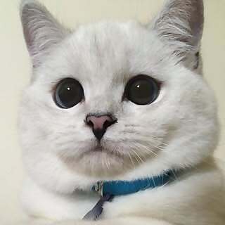Mr White