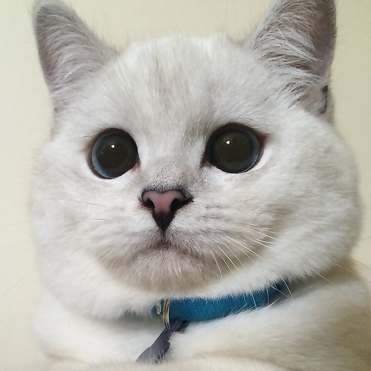 Mr White