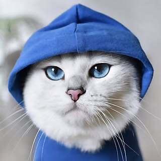 Coby The Cat