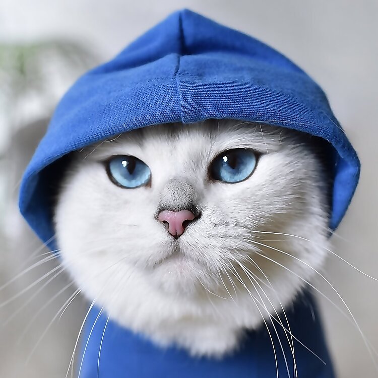 Coby The Cat