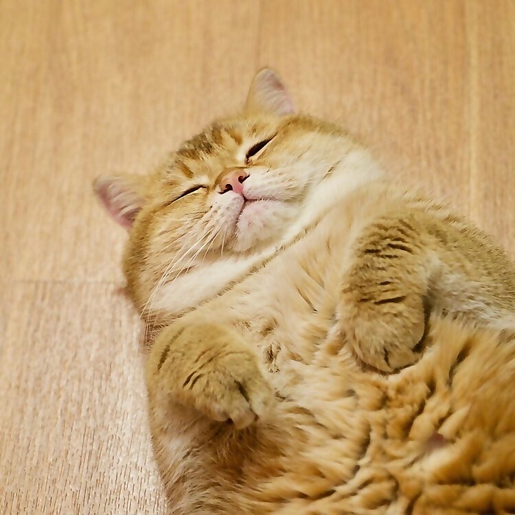 Hosico Cat