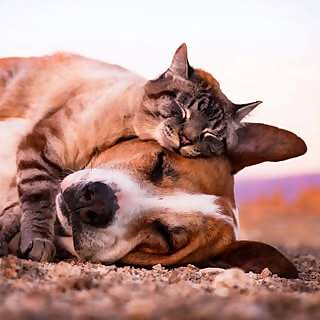 Henry & Baloo