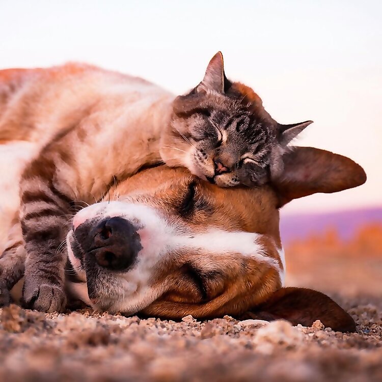 Henry & Baloo