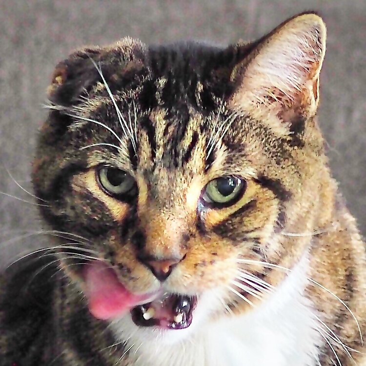 Klaus & Oskar & Juno