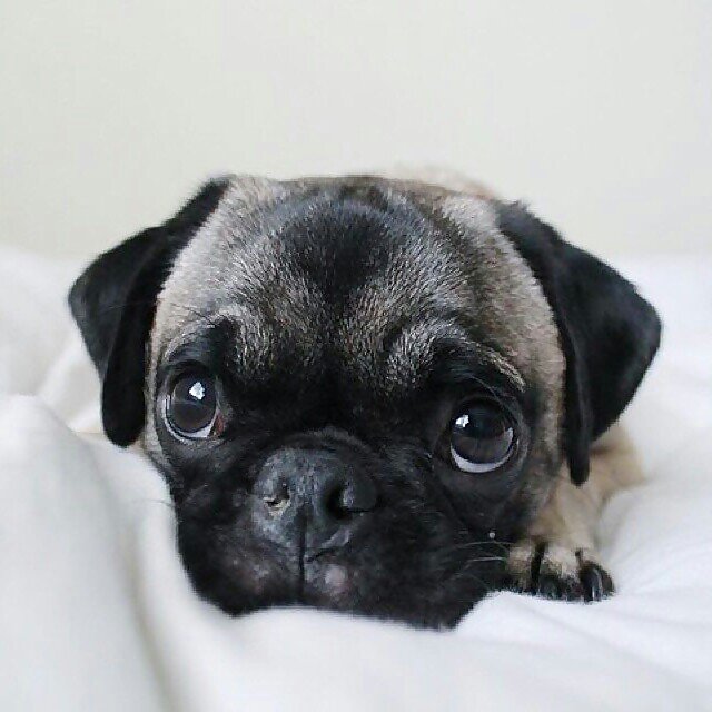 Pug Lovers Club