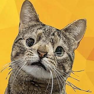 Maya the Cat