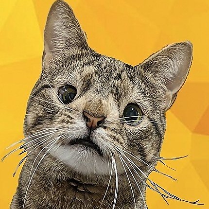 Maya the Cat