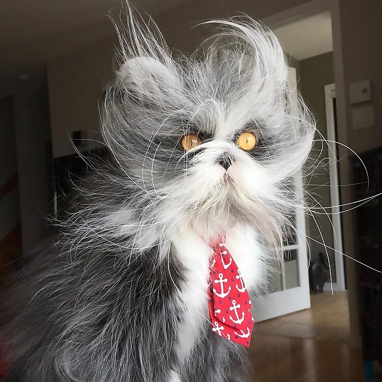 Atchoumthecat